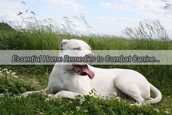 Essential Home Remedies to Combat Canine Parvovirus A VetApproved Guide